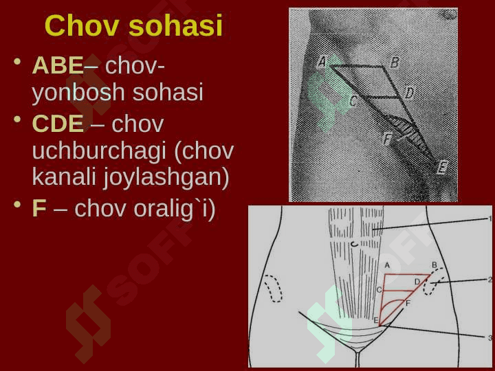 Qorin old-yon devorining klinik anatomiyasi. Churralar va ularda operatsiyalar. 7