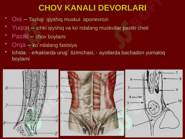 Qorin old-yon devorining klinik anatomiyasi. Churralar va ularda operatsiyalar. 8