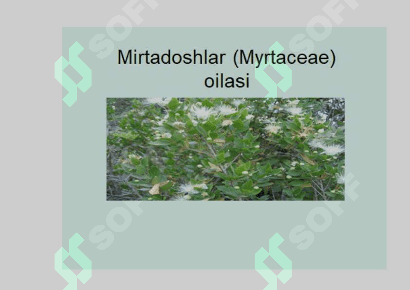 Mirtanamolar qabilasi. 2