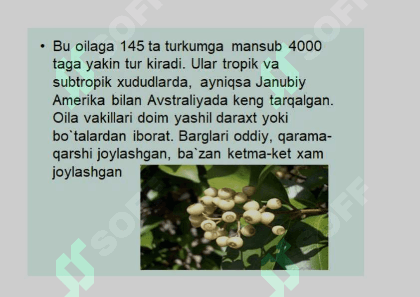Mirtanamolar qabilasi. 3