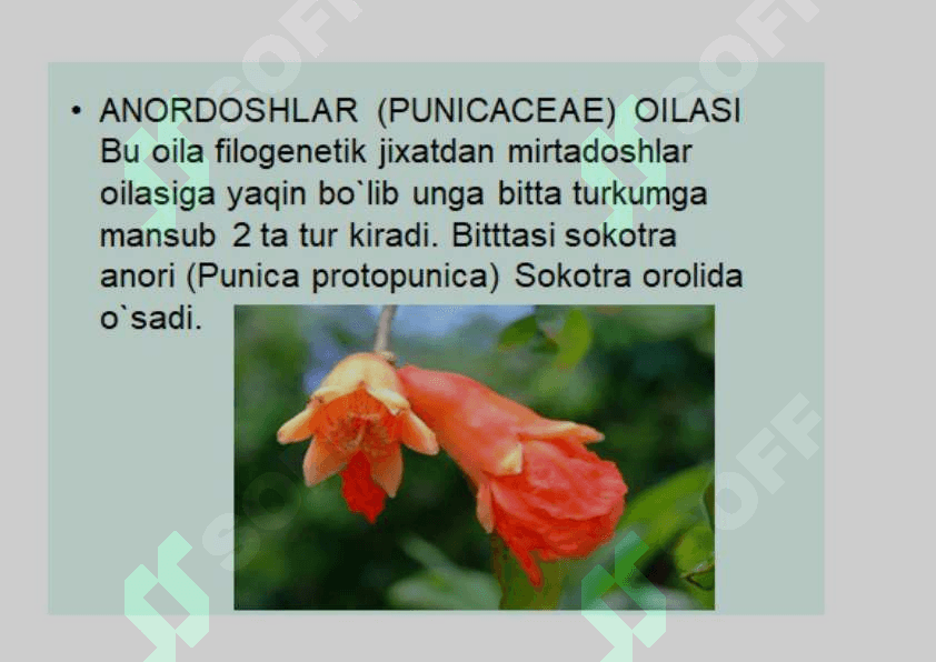 Mirtanamolar qabilasi. 6