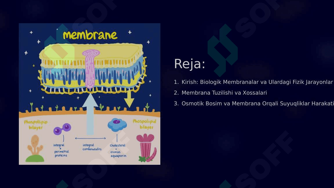 Biologik membranalardagi fizik jarayonlar 2