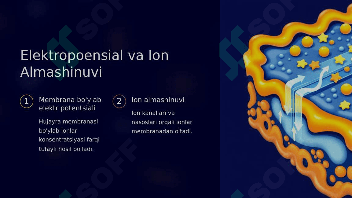 Biologik membranalardagi fizik jarayonlar 7