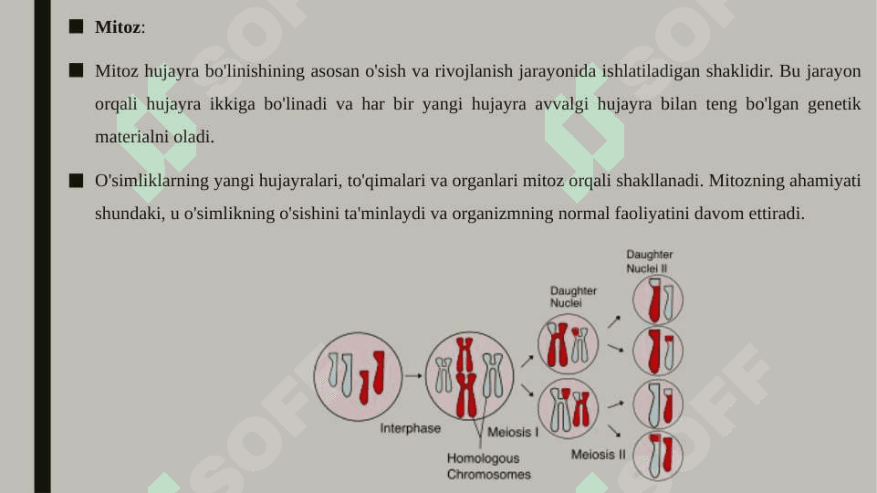 Guli o'simliklar olamida amitoz, mitoz va meyozning ahamiyati 8