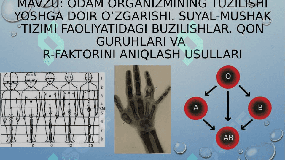 Odam organizmining tuzilishi yoshga doir o’zgarishi. Suyal-mushak tizimi faoliyatidagi buzilishlar. Qon guruhlari va R-faktorini aniqlash usullari 2