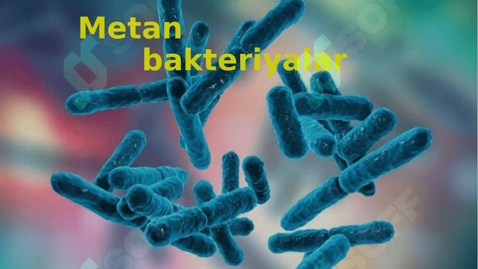LITOTROF BAKTERIYALAR BIOZARARLANISH 8