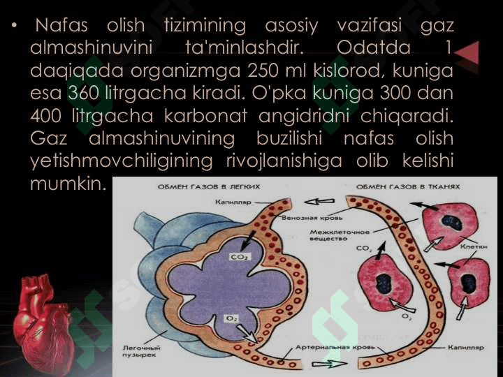 Nafas tizimi patofiziologiyasi.Tashqi nafas buzilishi.Hansirash va davriy nafas,bolalardagi xususiyati.Gipoksiya 2
