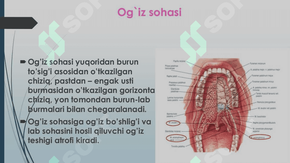 Og'iz sohasi klinik anatomiyasi 2
