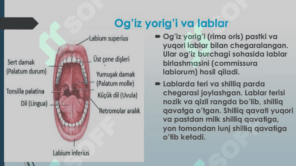 Og'iz sohasi klinik anatomiyasi 3