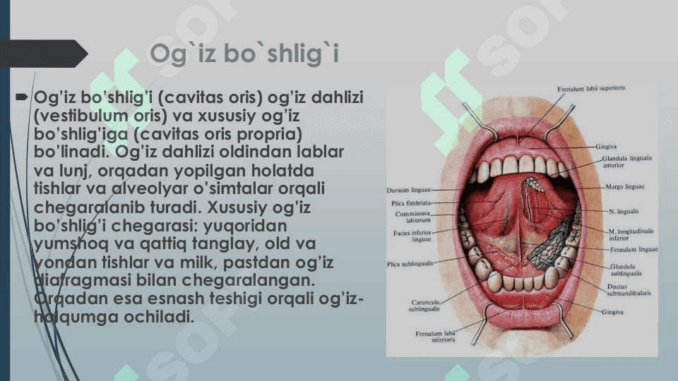 Og'iz sohasi klinik anatomiyasi 6