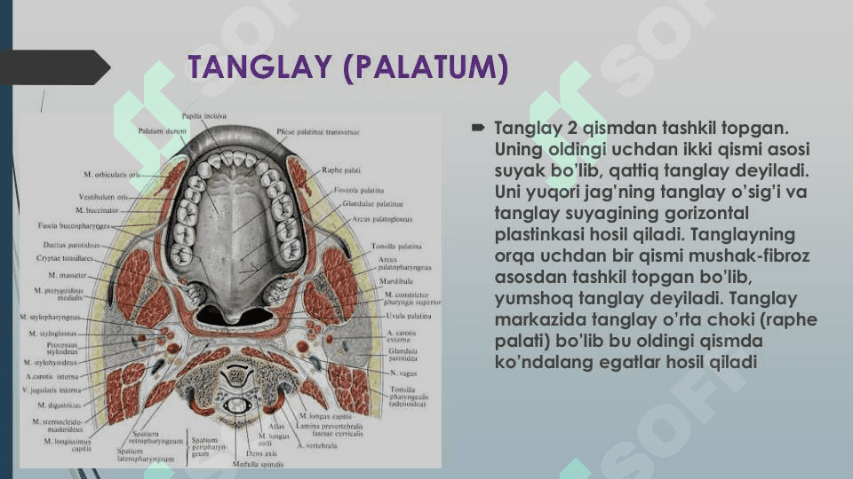 Og'iz sohasi klinik anatomiyasi 7