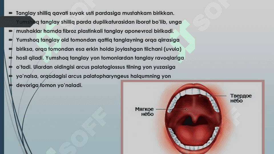Og'iz sohasi klinik anatomiyasi 8