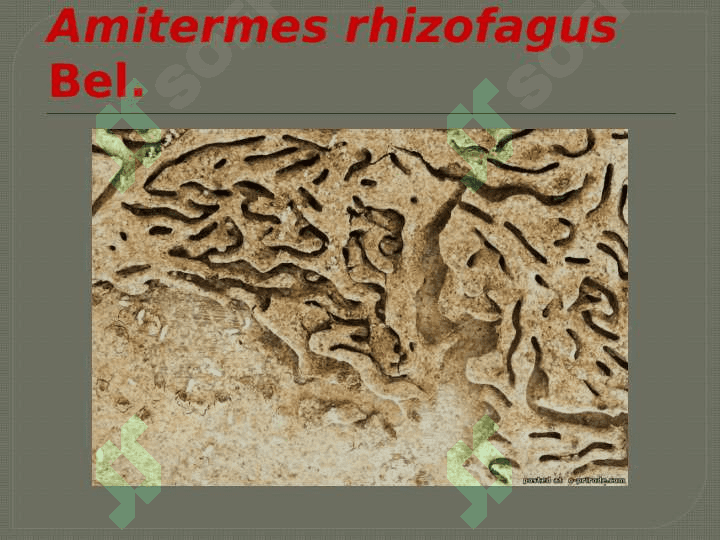 HASHAROTLAR BIOZARARLANISH MANBALARI 3