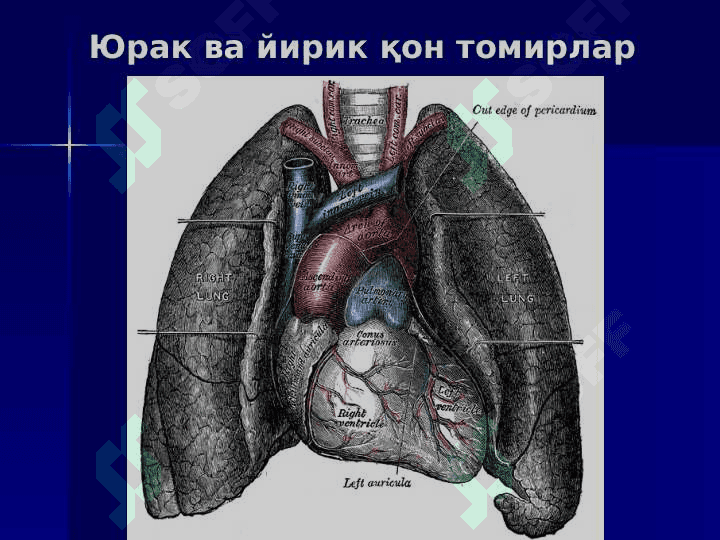 Yurak qon aylanish doiralari 4