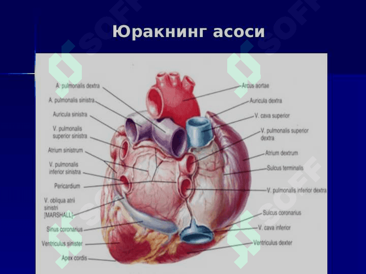Yurak qon aylanish doiralari 5