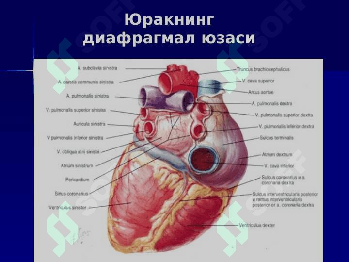 Yurak qon aylanish doiralari 6