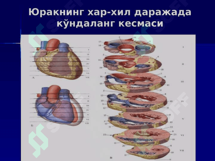 Yurak qon aylanish doiralari 7