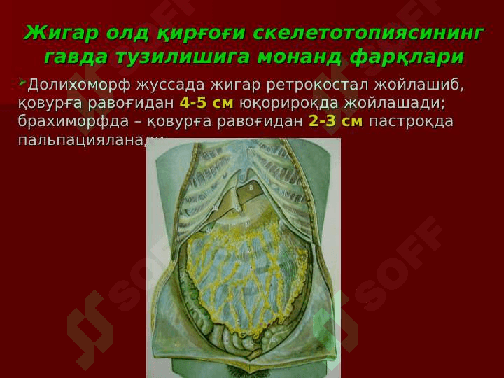 Жигар, ЎТ ЙЎЛЛАЖИГАРРИ, ЎТ ПУФАГИ ЖАРРОҲЛИК АНАТОМИЯСИ.ЖИГАР ВА ЎТ ЙЎЛЛАРИДА БАЖАРИЛАДИГАН ОПЕРАЦИЯЛАР. Jigar , O`t pufagi jarrohlik anatomiyasi . Jigar va o`t yo`llarida bajariladigan operatsiyalar 4