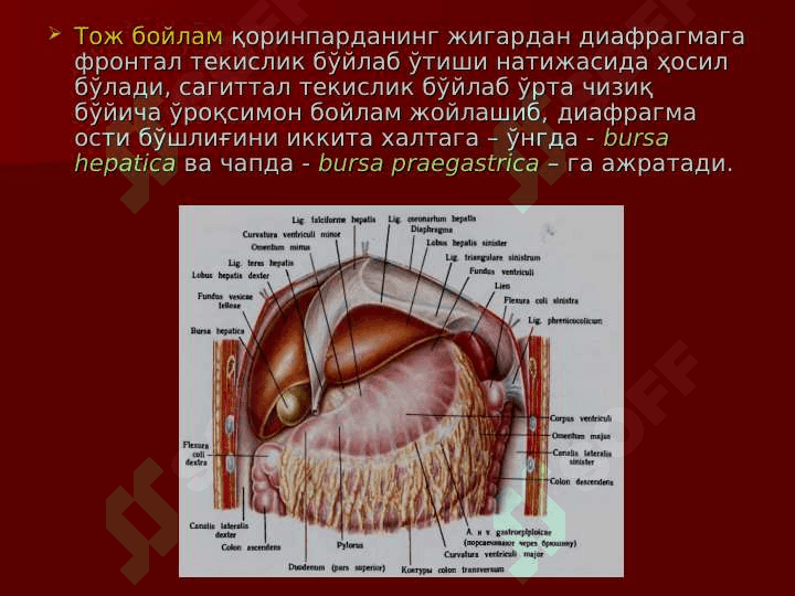 Жигар, ЎТ ЙЎЛЛАЖИГАРРИ, ЎТ ПУФАГИ ЖАРРОҲЛИК АНАТОМИЯСИ.ЖИГАР ВА ЎТ ЙЎЛЛАРИДА БАЖАРИЛАДИГАН ОПЕРАЦИЯЛАР. Jigar , O`t pufagi jarrohlik anatomiyasi . Jigar va o`t yo`llarida bajariladigan operatsiyalar 5