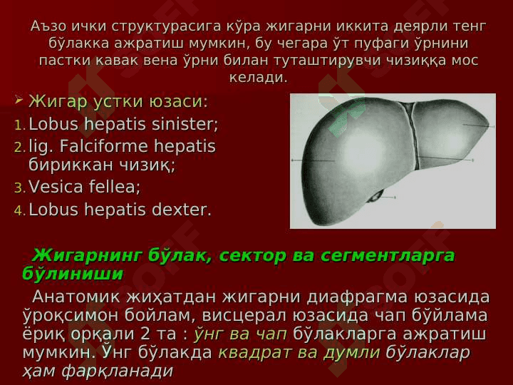 Жигар, ЎТ ЙЎЛЛАЖИГАРРИ, ЎТ ПУФАГИ ЖАРРОҲЛИК АНАТОМИЯСИ.ЖИГАР ВА ЎТ ЙЎЛЛАРИДА БАЖАРИЛАДИГАН ОПЕРАЦИЯЛАР. Jigar , O`t pufagi jarrohlik anatomiyasi . Jigar va o`t yo`llarida bajariladigan operatsiyalar 7