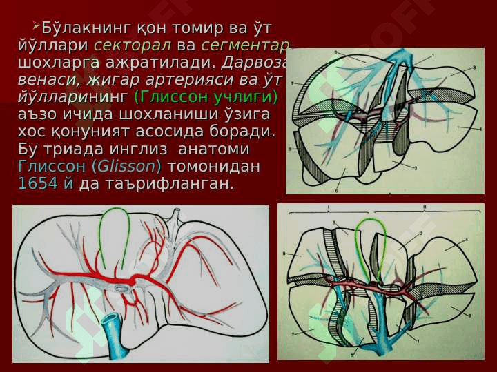 Жигар, ЎТ ЙЎЛЛАЖИГАРРИ, ЎТ ПУФАГИ ЖАРРОҲЛИК АНАТОМИЯСИ.ЖИГАР ВА ЎТ ЙЎЛЛАРИДА БАЖАРИЛАДИГАН ОПЕРАЦИЯЛАР. Jigar , O`t pufagi jarrohlik anatomiyasi . Jigar va o`t yo`llarida bajariladigan operatsiyalar 8
