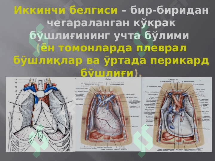 Кўкрак соҳасининг клиник анатомияси. Ko`krak sohasi klinik anatomiyasi 6