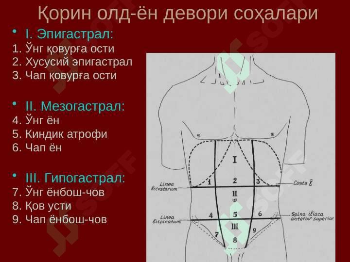 Қорин деворлари клиник анатомияси. Qorin devorlari anatomiyasi 4