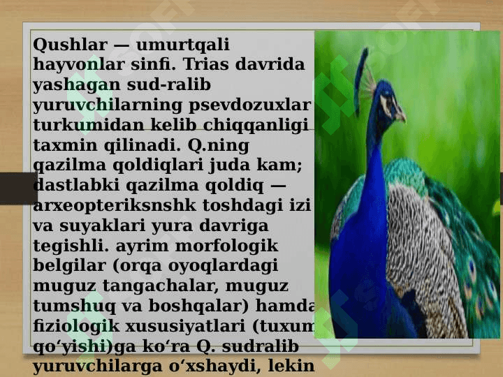 Qushlar migratsiyasi 2