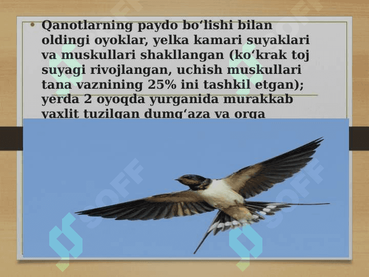 Qushlar migratsiyasi 4