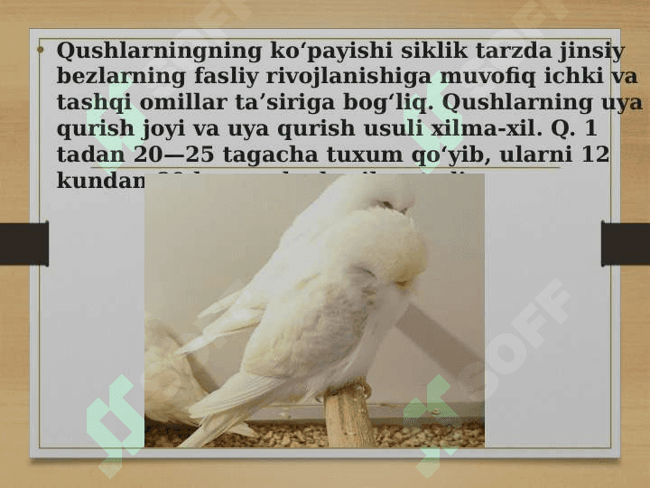 Qushlar migratsiyasi 8