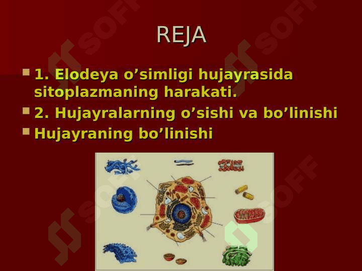 HUJAYRALARNING HAYOTIY FAOLIYATI 2