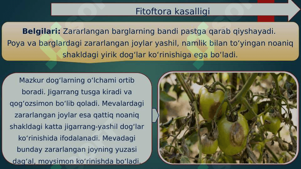 Pomidor kasalliklari 3