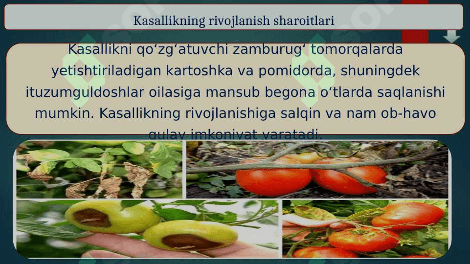 Pomidor kasalliklari 4