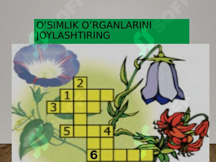 O’simliklarning nafas olishi,oziqlanishi .O’simliklarda moddalar almashinuvi 3