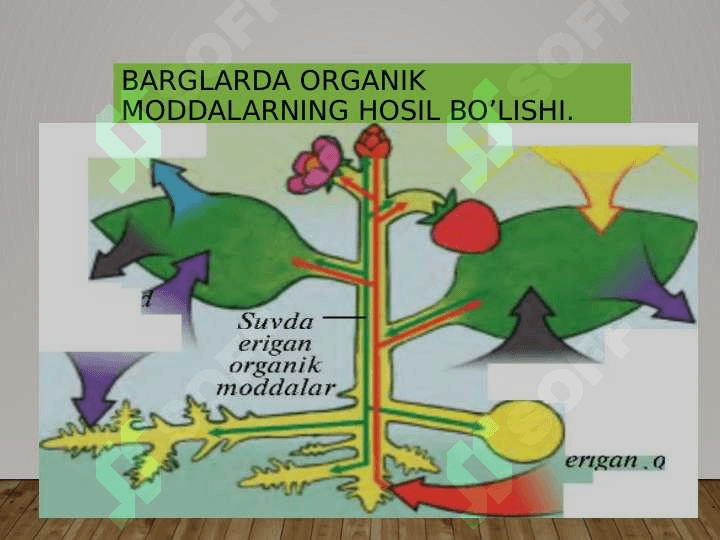 O’simliklarning nafas olishi,oziqlanishi .O’simliklarda moddalar almashinuvi 4