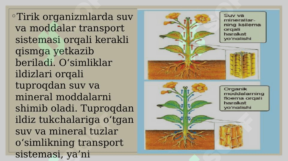TIRIK ORGANIZMLARDAOZIQ MODDALAR TRANSPORTI 2