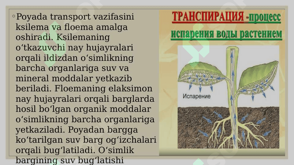 TIRIK ORGANIZMLARDAOZIQ MODDALAR TRANSPORTI 4