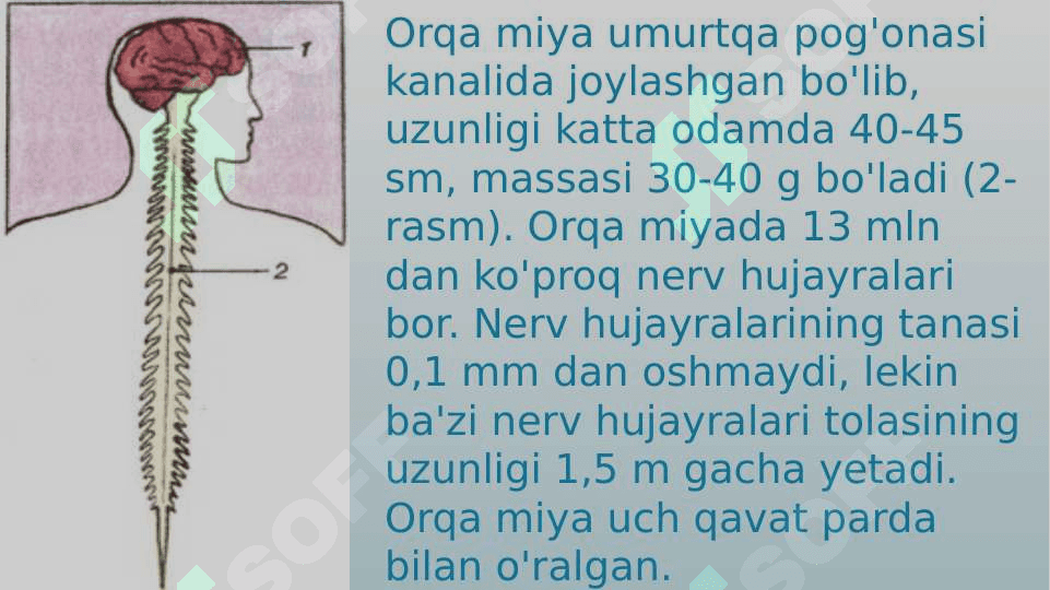 Orqa miyaning reflektor va o’tkazuvchi yo’l faoliyati, tekshirish usullari 3