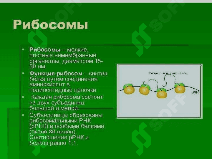 Prоkаriоt vа eurаkаriоtlаrning ribоsоmаsining tuzilishi vа funksiyalаri 8