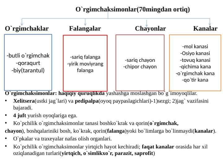 O'rgimchaksimonlar mavzusida slayd