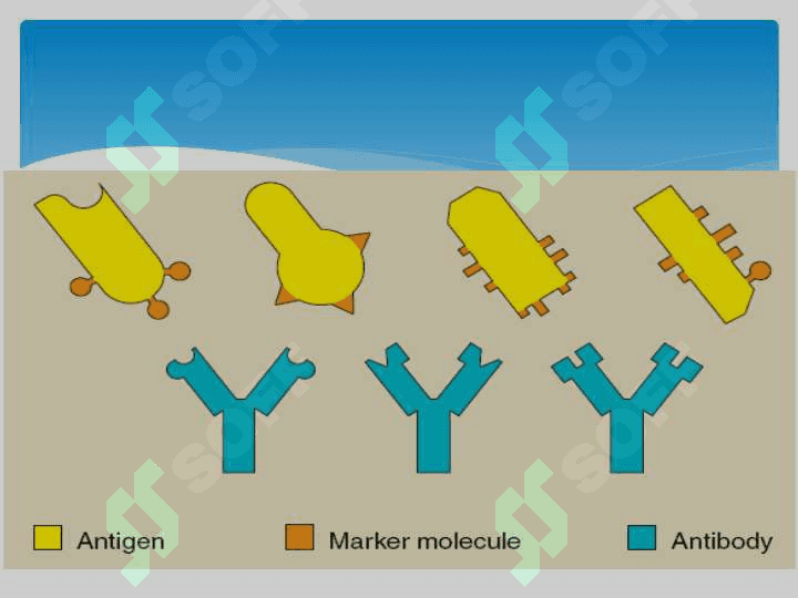 Antigen va antitela 4