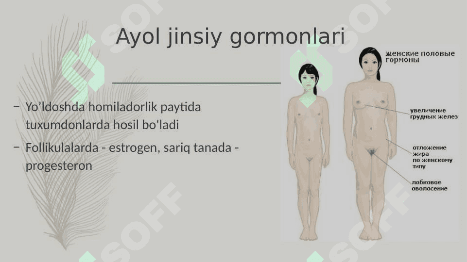 Ayol jinsiy gormonlari 4