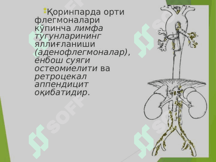 BЕL SOHASINING KLINIK ANATOMIYASI. 8