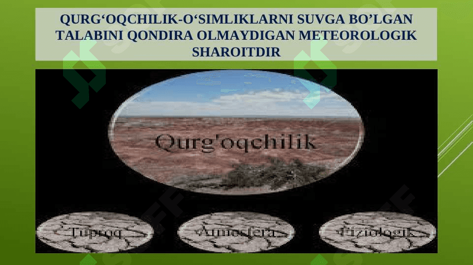 O‘simliklarni qurg‘oqchilikka chidamliligi 3