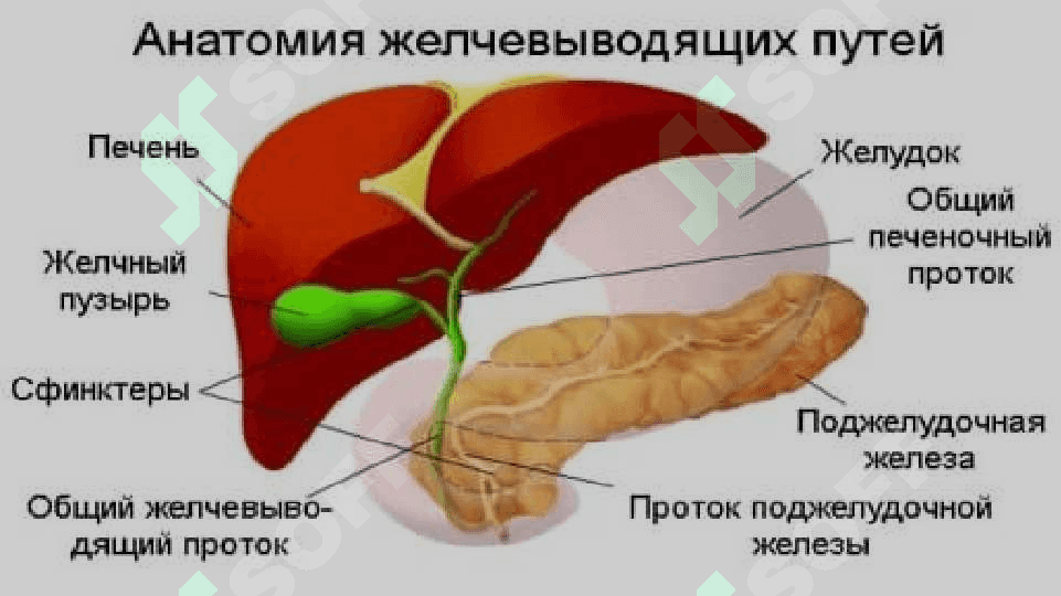 O’t yo’llari diskineziyasi 8