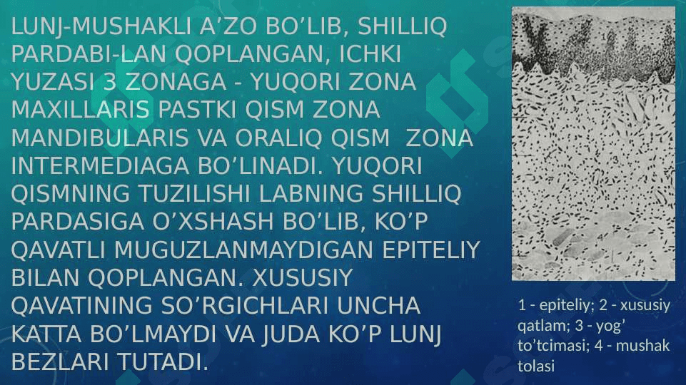 Ovqat hazm qilish tizimi. Og’iz bo’shlig’i a’zolari 3