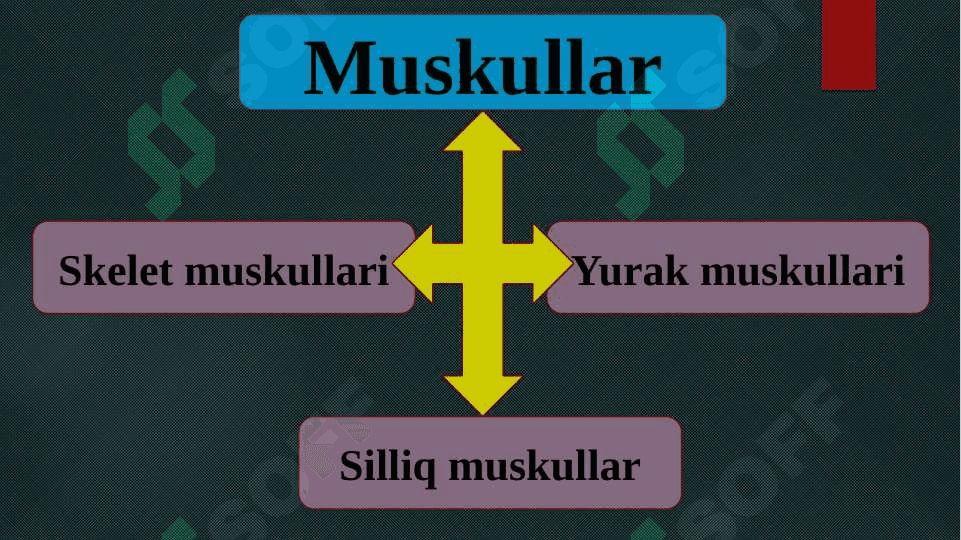 Muskullar 4
