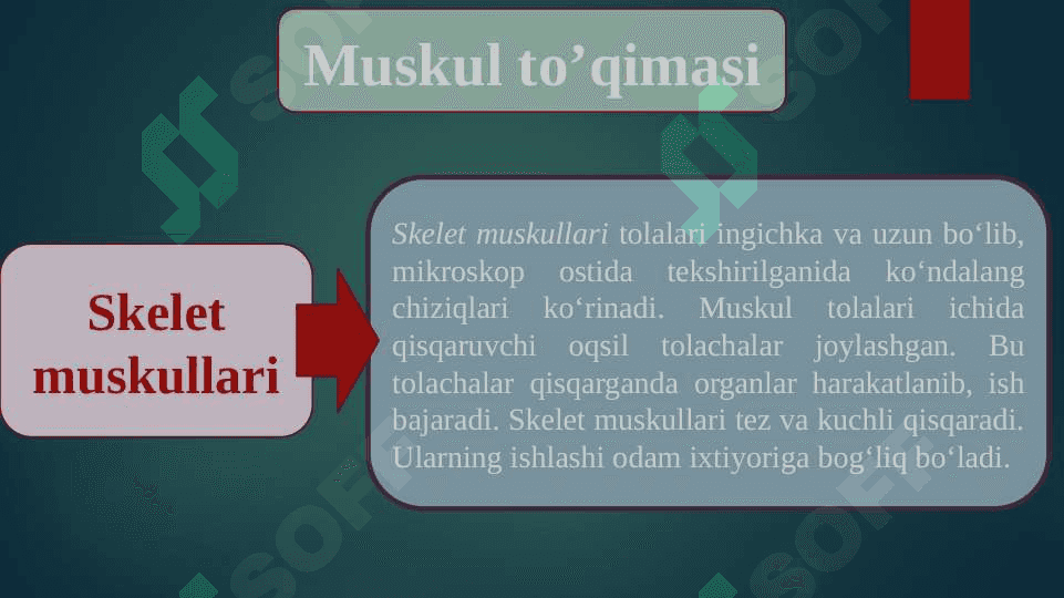 Muskullar 5