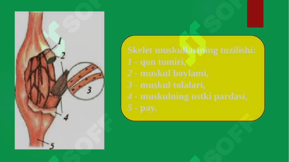 Muskullar 6
