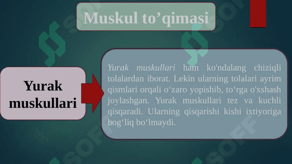 Muskullar 8